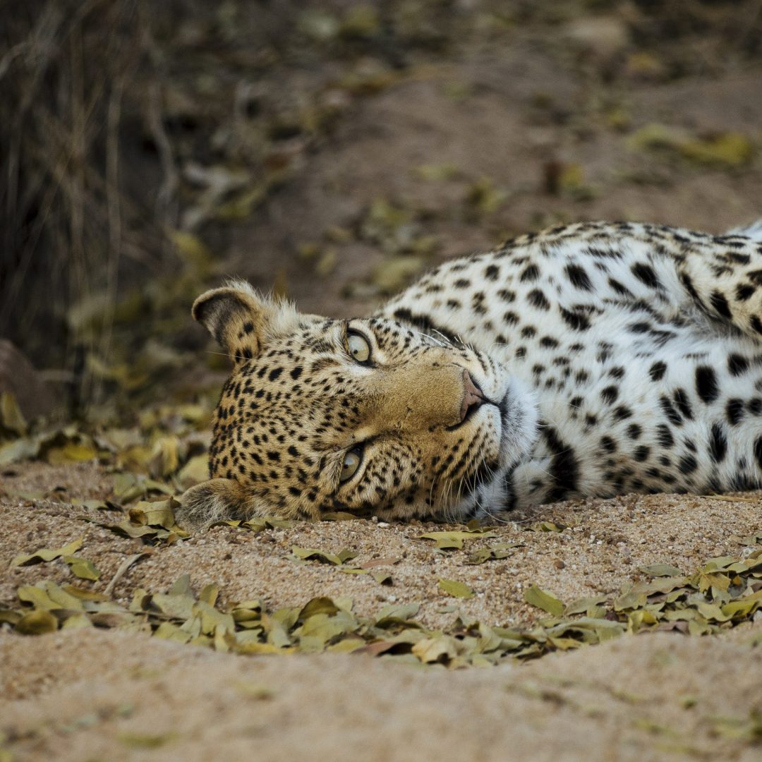 Shaka Africa Private Guided Tours Cape Town South Africa Photos by Kyle Kingsley Green - 41